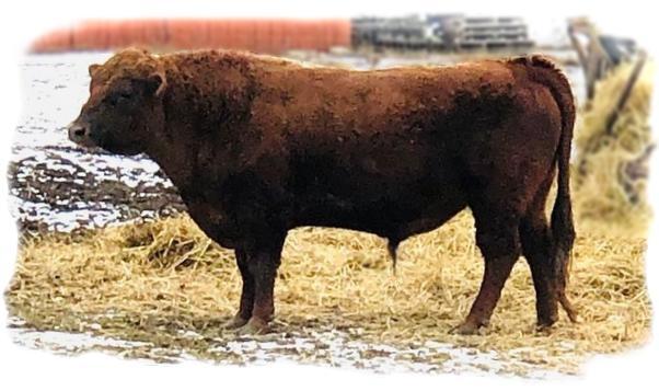 Irish Jersey bull bred by Romain LaLone, MI