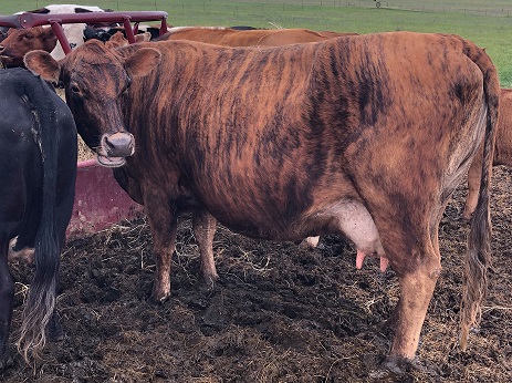 brindle Belfair cow